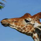 Plus c'est haut, meilleur c'est ! (Giraffa reticulata, girafe réticulée)