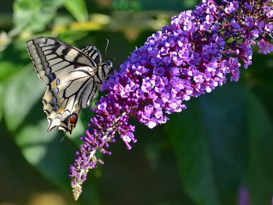 Plus conventionnelle......