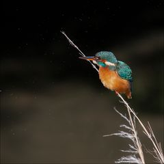 Plus d'eau que de poissons 