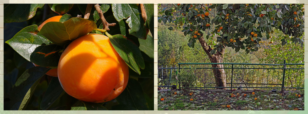 plus personne pour ramasser les kakis....