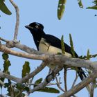 Plush-capped Jay