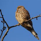 Plusterfalke - Turmfalke am frostigen Morgen 