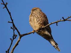 Plusterfalke - Turmfalke am frostigen Morgen 