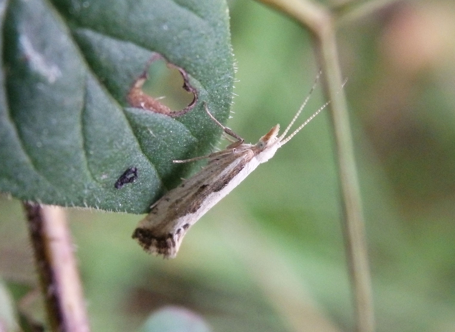 Plutella porrectella in der Krautzone