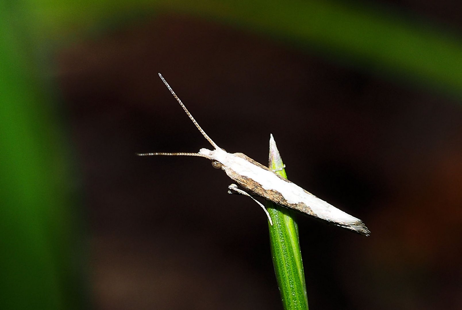 Plutella xylostella