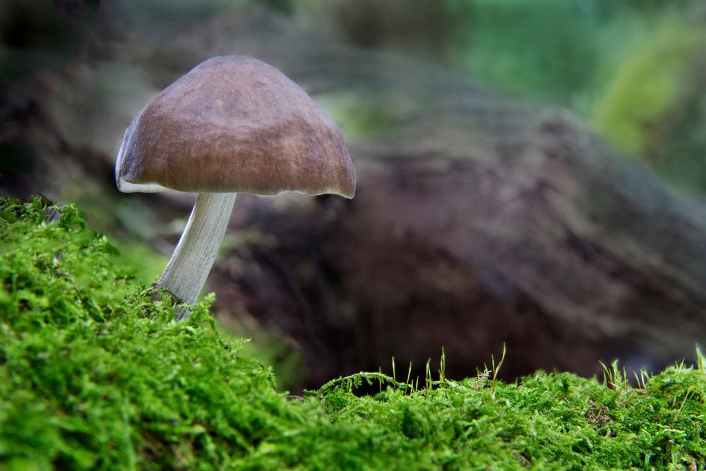 Pluteus cervinus