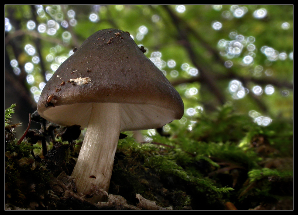 Pluteus cervinus ???