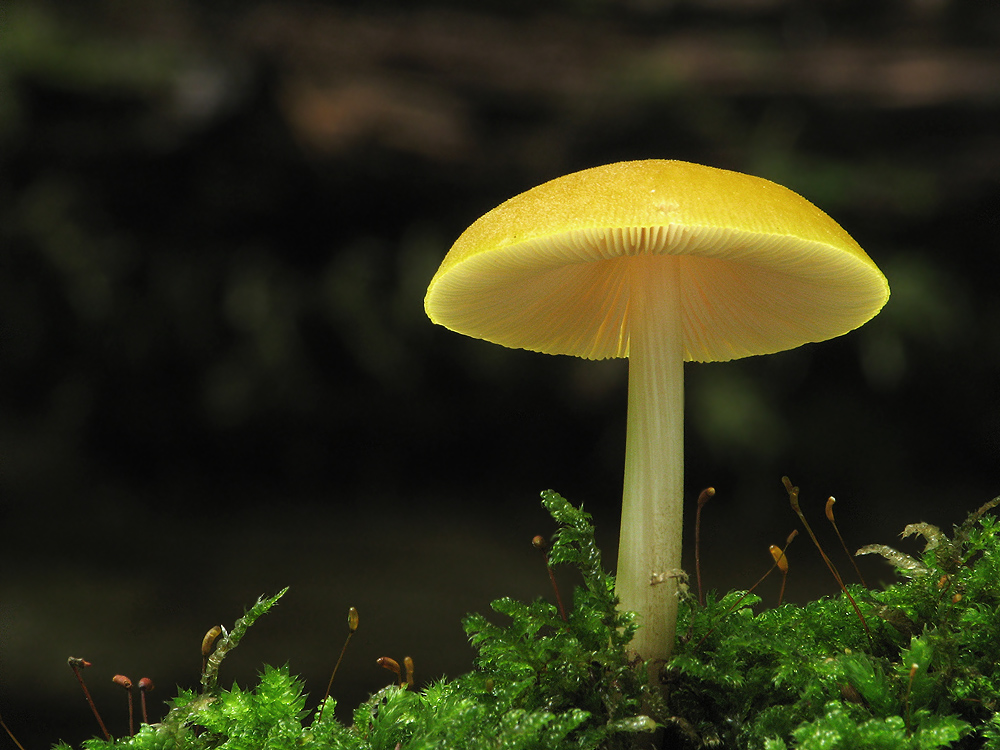 Pluteus leoninus