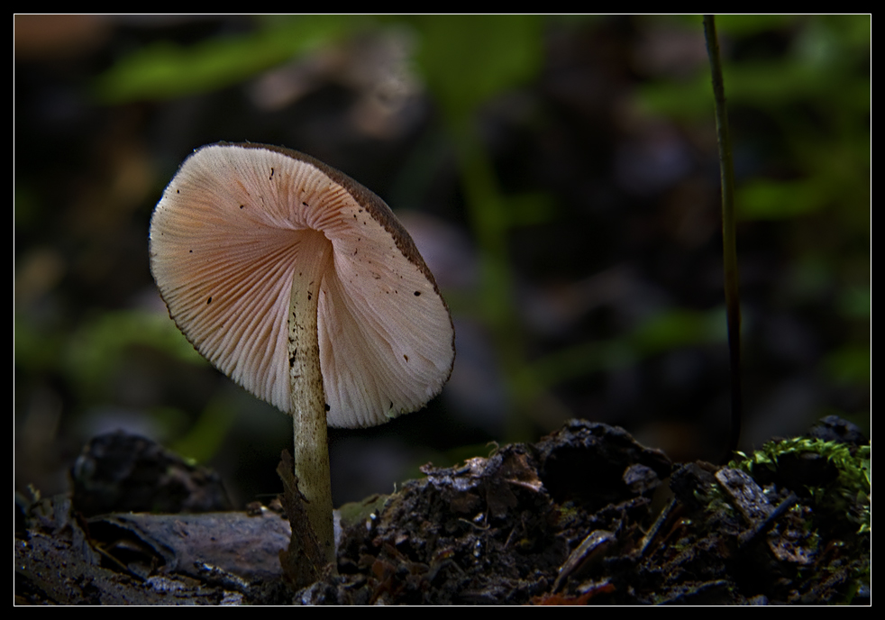 Pluteus podospileus