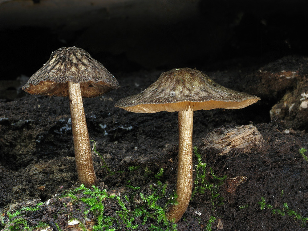 Pluteus umbrosus