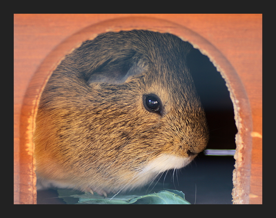 Pluto - der neue Mitbewohner bei den Meerschweinchen meines Enkelkindes