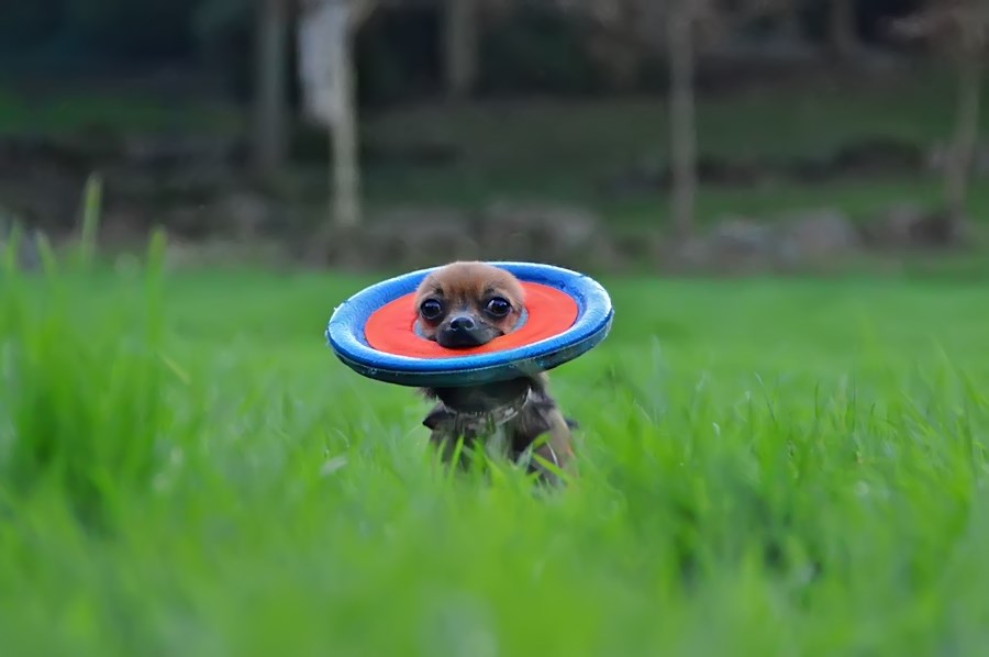 Pluto ist ein Zwergplanet, Sally ein Chihuahua unser großer Star