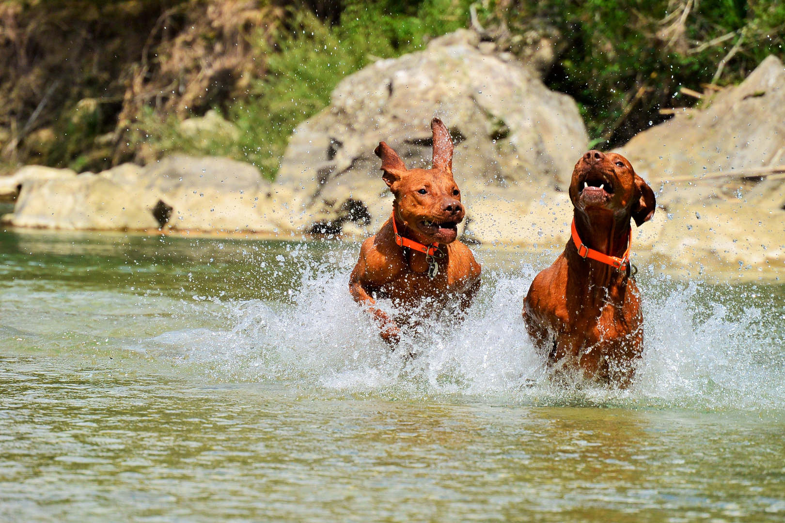 Pluto & Junior am Fluss (Toskana)