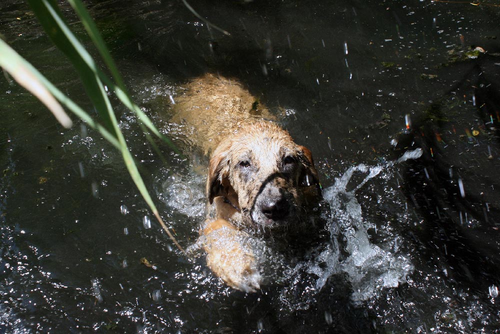 Plutos erste Schwimmversuche