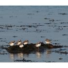 Pluvier grand-gravelot (Charadrius hiaticula)