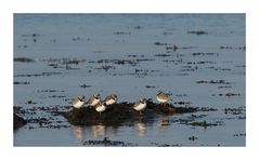 Pluvier grand-gravelot (Charadrius hiaticula)