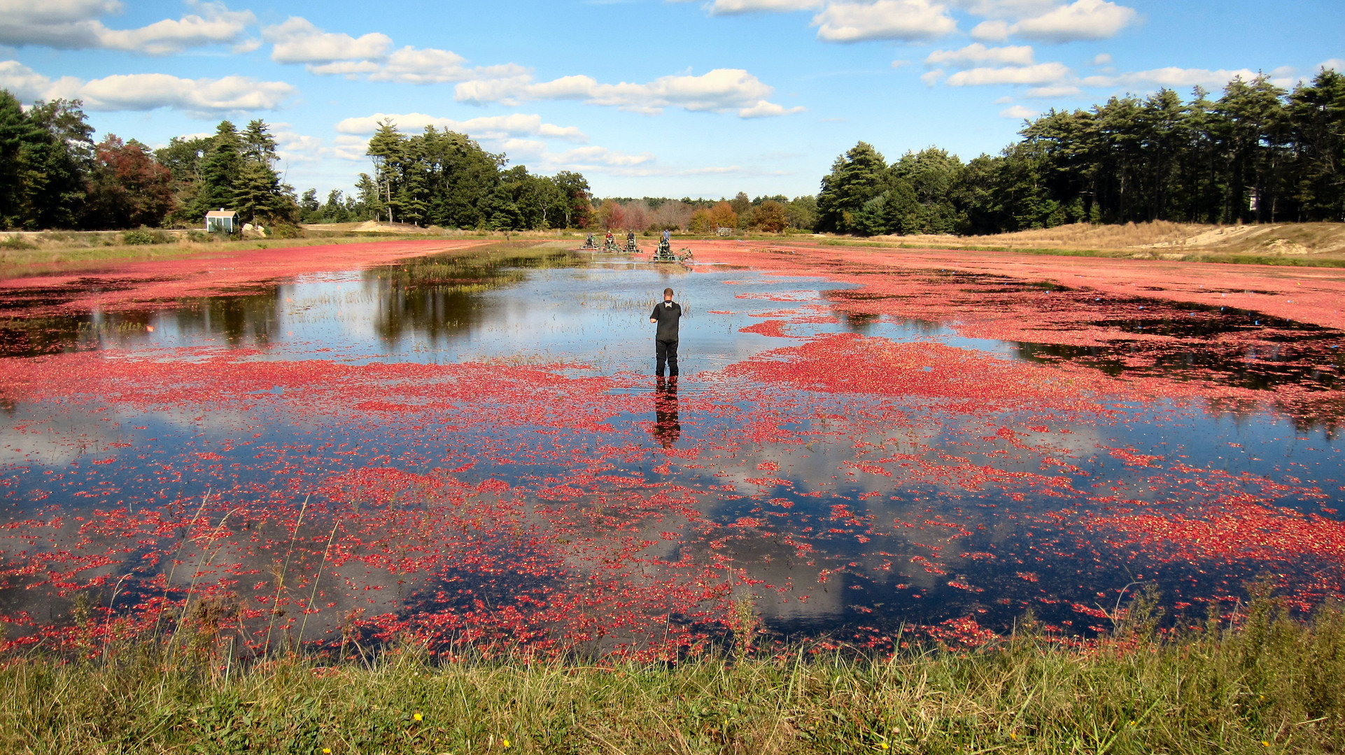 Plymouth Cranberry Farm (2009)