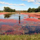 Plymouth Cranberry Farm (2009)