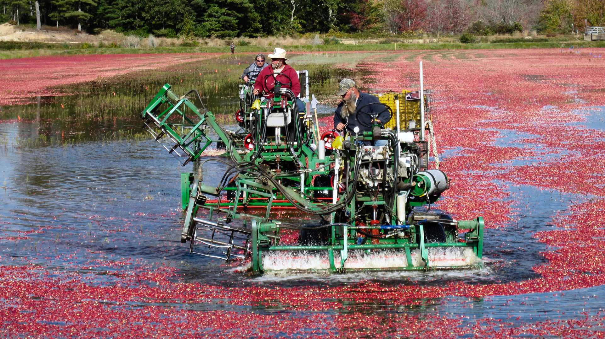 Plymouth Cranberry Farm (2009)