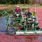 Plymouth Cranberry Farm (2009)