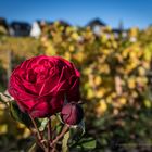 _PMZ1051-20171014-RHeingau_Hallgarten_Rose+Wingert+Häuser_1200px-2