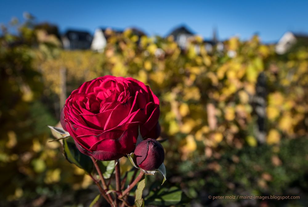 _PMZ1051-20171014-RHeingau_Hallgarten_Rose+Wingert+Häuser_1200px-2