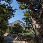 _PMZ2442-20180605-Ikaria_Trapalou_Weg_Baum_Atherasgebirge_1200px