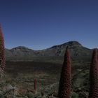 P.N. del Teide