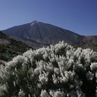 P.N. del Teide2