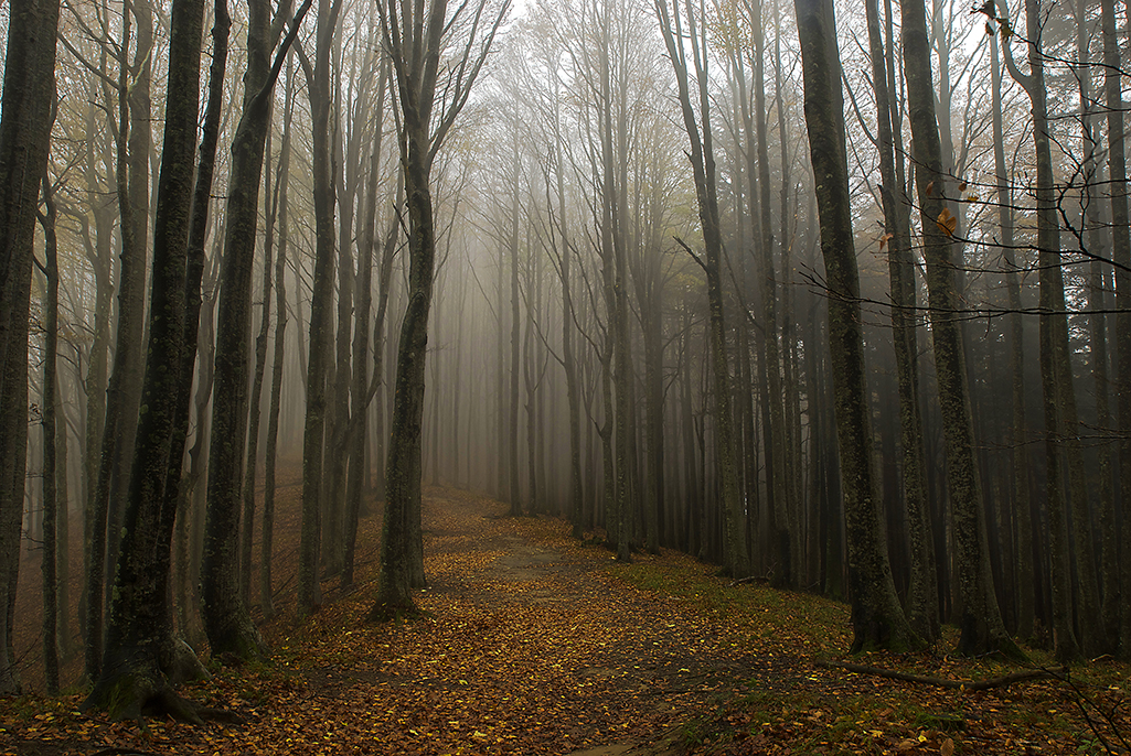 pn foreste casentinesi 20