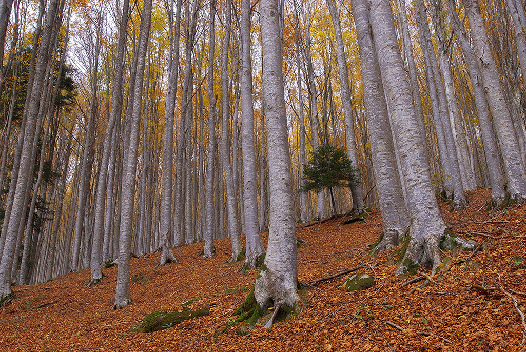 pn foreste casentinesi 22