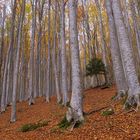 pn foreste casentinesi 22