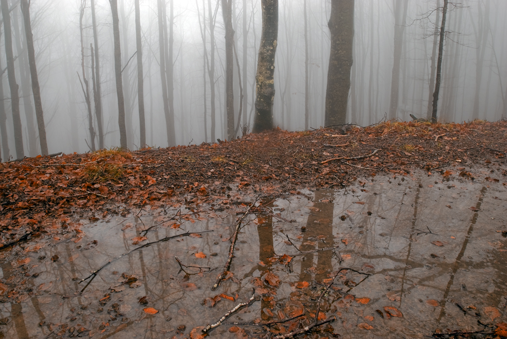 pn foreste casentinesi 23