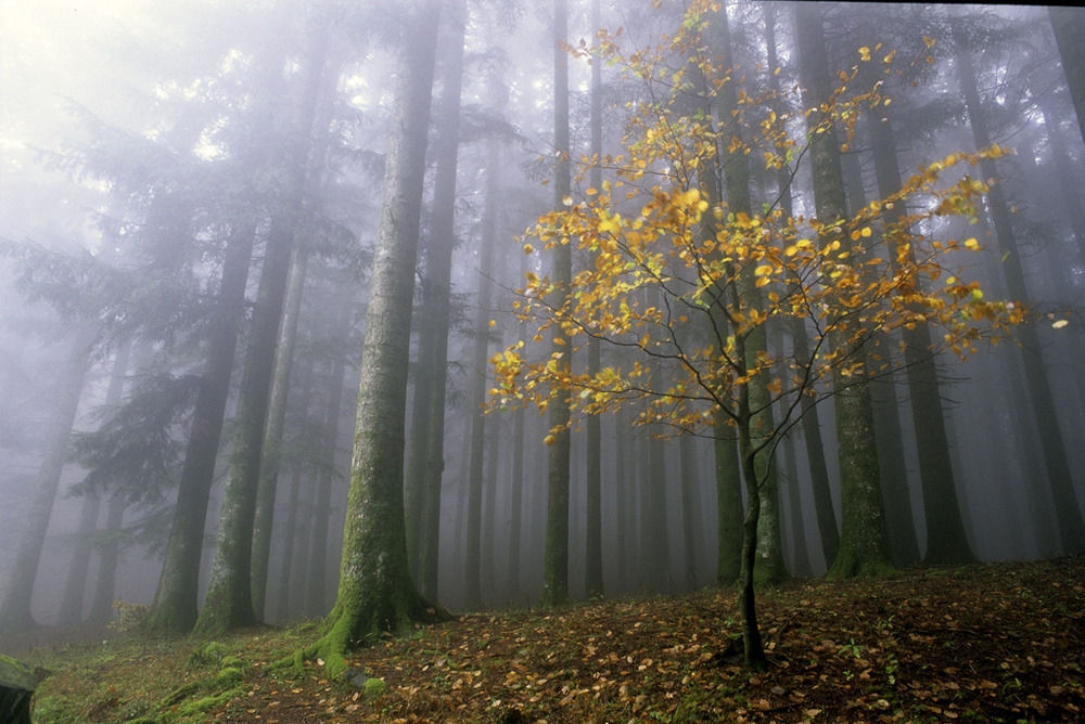 pn foreste casentinesi16