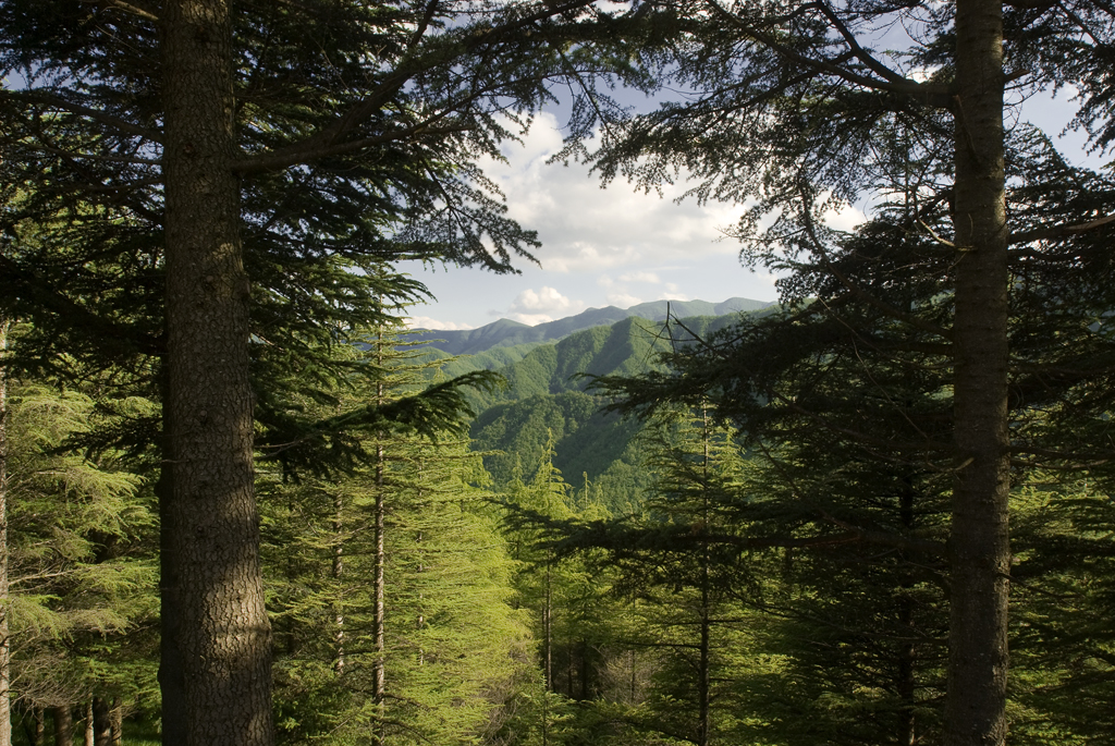 pn foreste casentinesi17