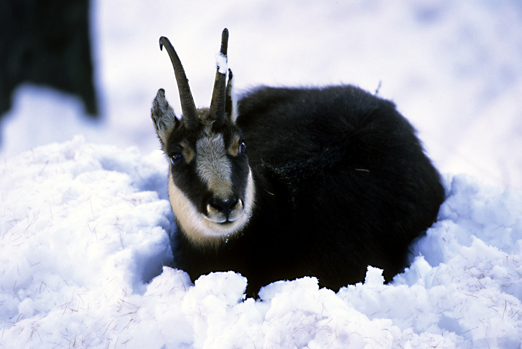 pn gran paradiso