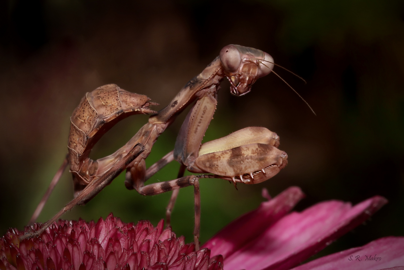 Pnigomantis medioconstricta