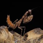 Pnigomantis medioconstricta (Indonesische Doppelschildmantis)