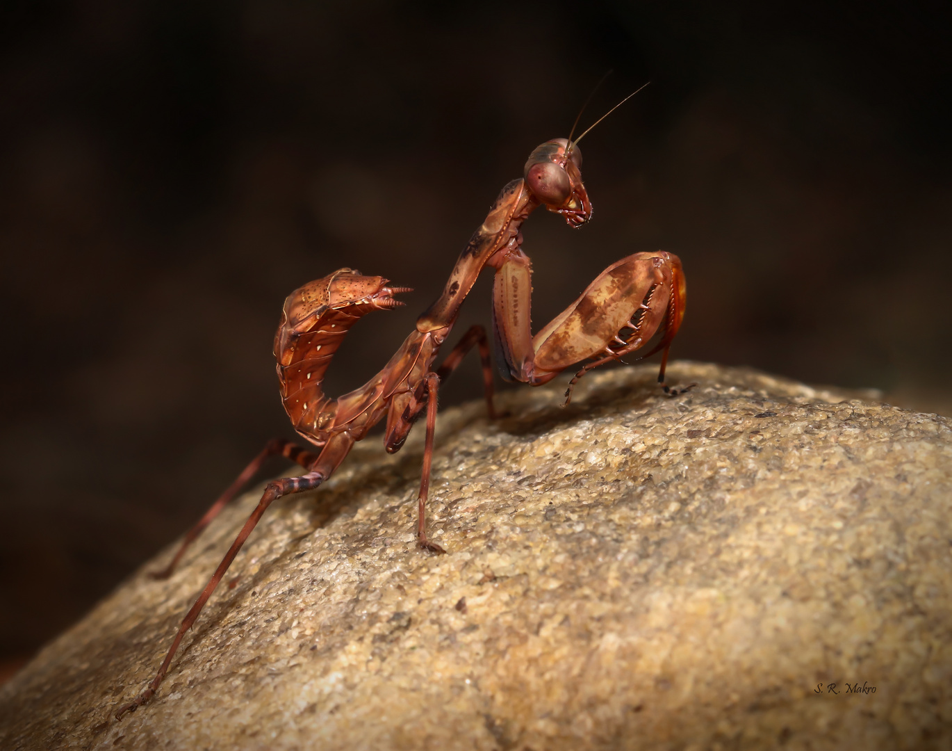 Pnigomantis medioconstricta Larve