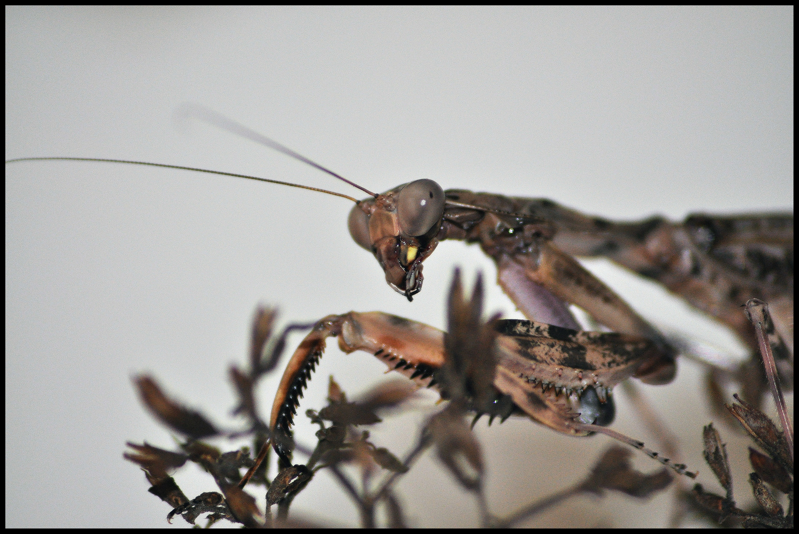 pnigomantis medioconstricta...Gottesanbeterin