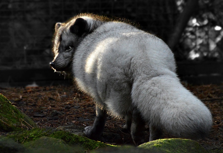 PO - PO - Polarfuchs :-)