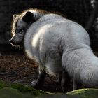 PO - PO - Polarfuchs :-)