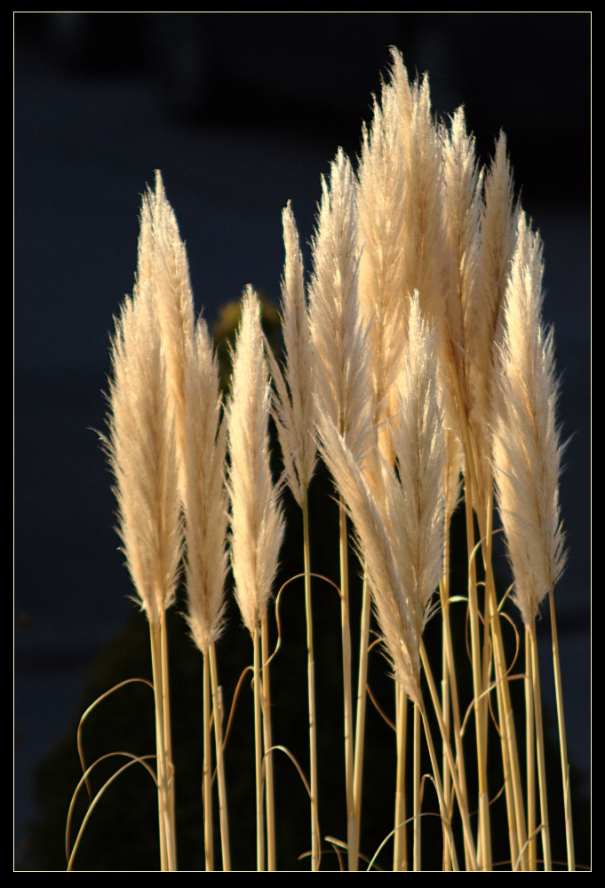 Poaceae