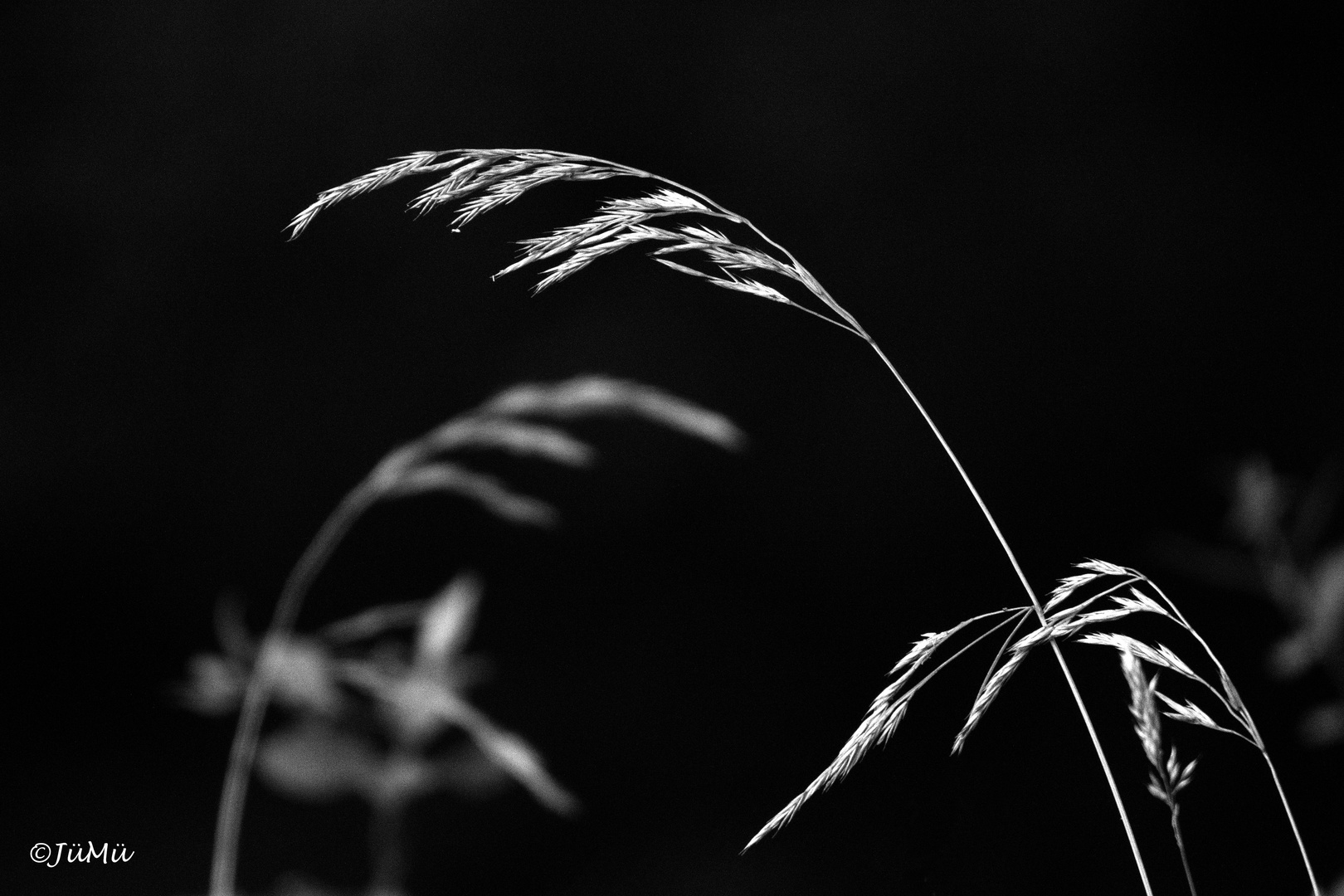 Poaceae