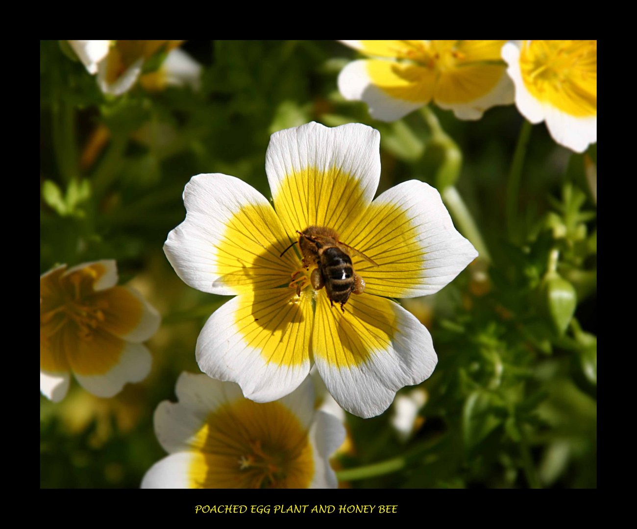 Poached Egg Plant