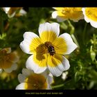 Poached Egg Plant