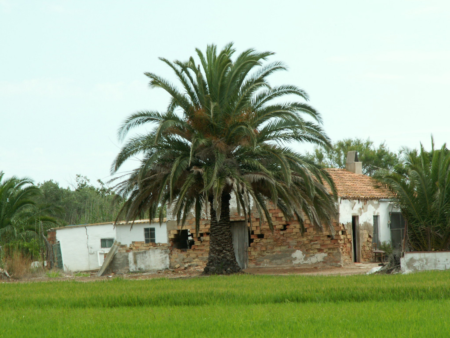 poble nou del delta (delta de l'ebre)