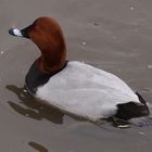 Pochard