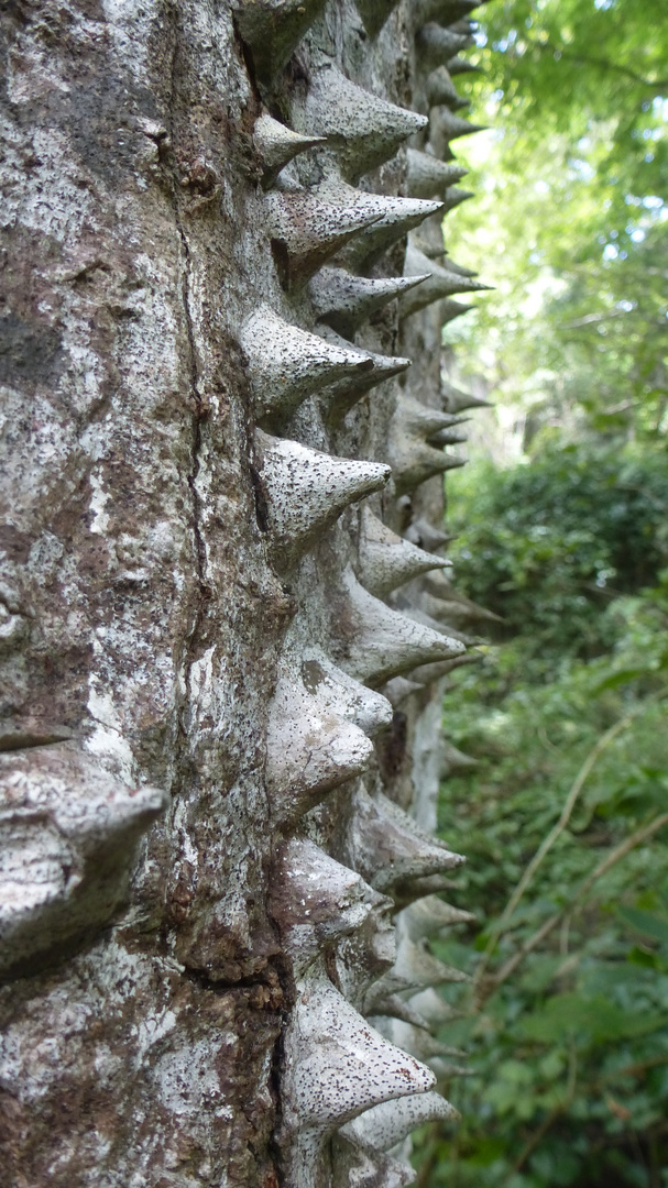 Pochote-Baum, Costa Rica