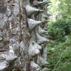 Pochote-Baum, Costa Rica